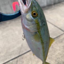 和歌山不発で翌日やっぱ神戸やで!