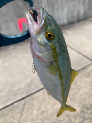 和歌山不発で翌日やっぱ神戸やで!