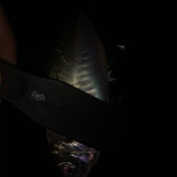 ジグ単アジング爆釣！