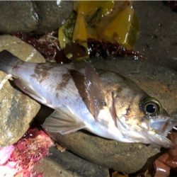 早朝暗闇プラッキング