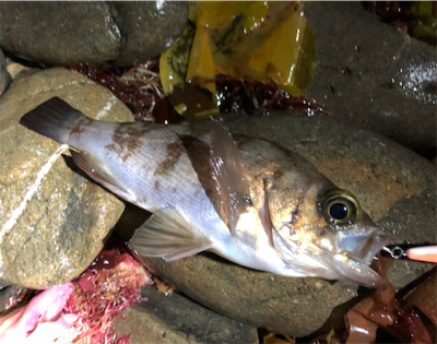 早朝暗闇プラッキング