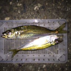 エギングからのアジング