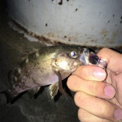 メバルプラッキング