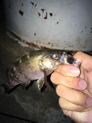 メバルプラッキング