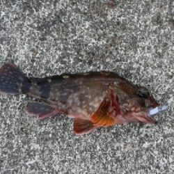 少し降った雨に期待して