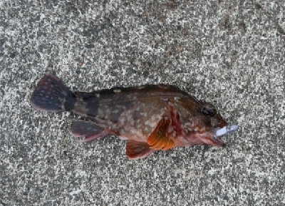 少し降った雨に期待して