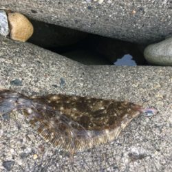 ロックフィッシュ！