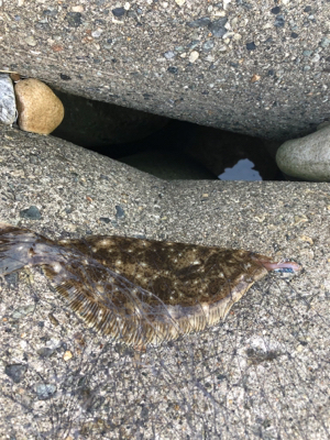 ロックフィッシュ！