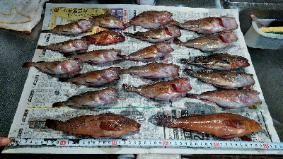 コブダイ釣りがぜんぜん当たりなし、五目釣りに。