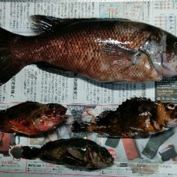 コブダイ釣り