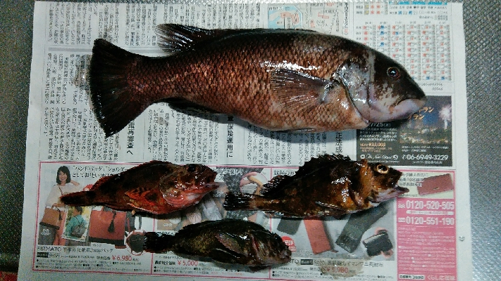 コブダイ釣り