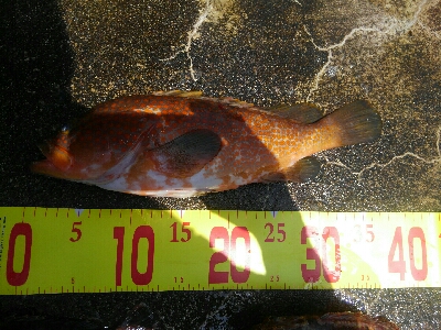 波強し、うねりあり