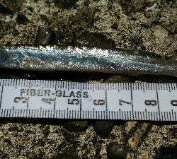 4月28日に続いて宇佐の中堤防へ