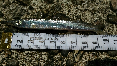 4月28日に続いて宇佐の中堤防へ