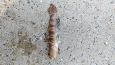 5/3釣果 アジイワシチャリコハゼ