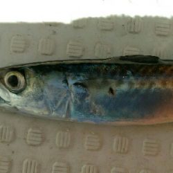 義父の船で土佐市宇佐沖にて鯛サビキ・ちょい投げ