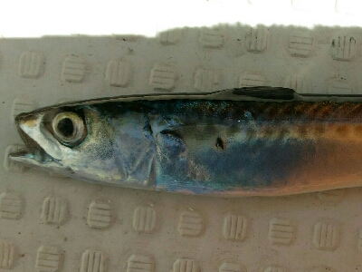 義父の船で土佐市宇佐沖にて鯛サビキ・ちょい投げ