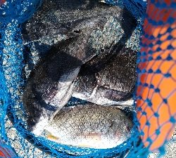 5/5釣果　チヌキビレアジキスコノシロ五目釣り☆