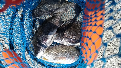 5/5釣果　チヌキビレアジキスコノシロ五目釣り☆