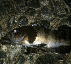 まだまだ開幕せず