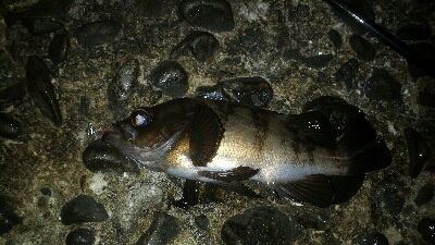 まだまだ開幕せず