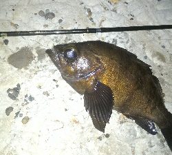 マッチョメバル