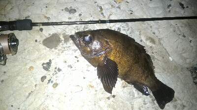 マッチョメバル