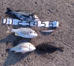 5/26釣果ヒラメスズキキビレキスチヌ