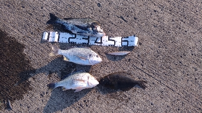 5/26釣果ヒラメスズキキビレキスチヌ