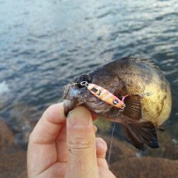 2019年5月28日釣行in伊崎漁港界隈