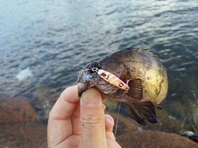 2019年5月28日釣行in伊崎漁港界隈
