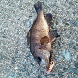 2019年5月15日釣行in伊崎漁港界隈