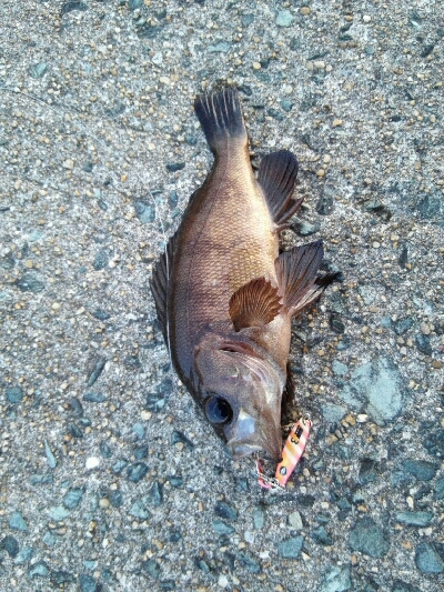 2019年5月15日釣行in伊崎漁港界隈