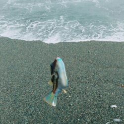 渚釣り 不発