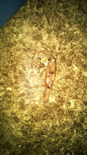 春アオリイカ来た~