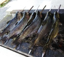 朽木渓流魚センター