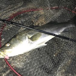 マイクロとバチが入り混じって