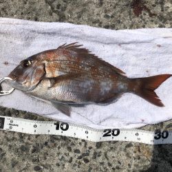 エビ撒きでタイ釣れた〜