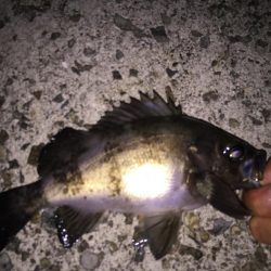 まだまだメバル釣り