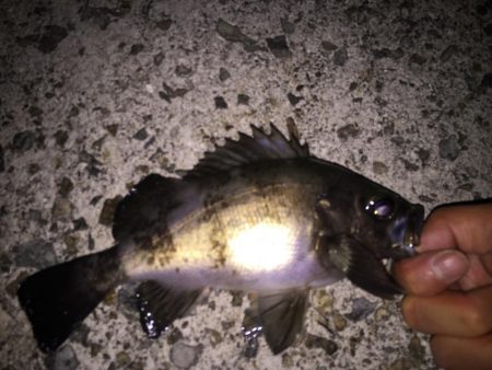 まだまだメバル釣り