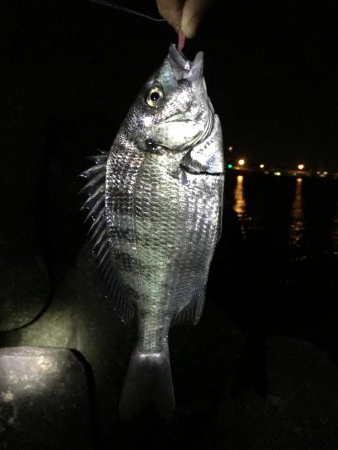 メバリング。。。