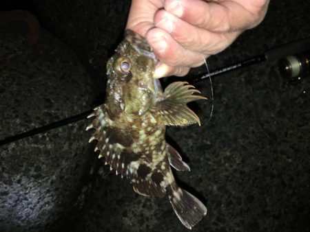 懲りずにガシラ