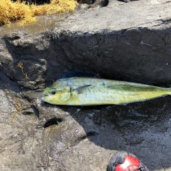 夜はヒラ、午前はシイラ