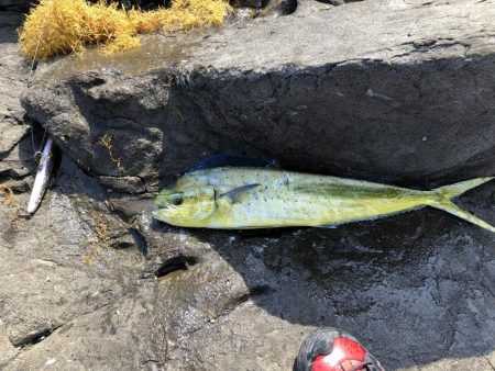 夜はヒラ、午前はシイラ