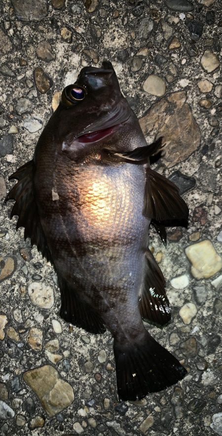 ランディング成功