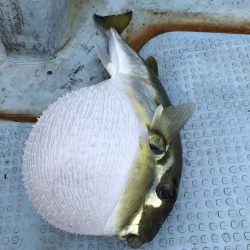 伊島沖でタイラバ