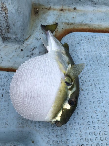 伊島沖でタイラバ