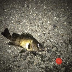 コスパ最高！スーパーボールフロート