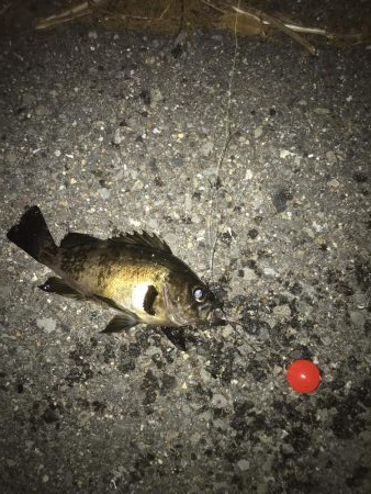 コスパ最高！スーパーボールフロート