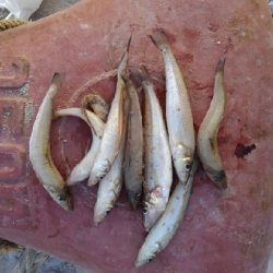 5/12釣果。チヌ3匹キス10匹